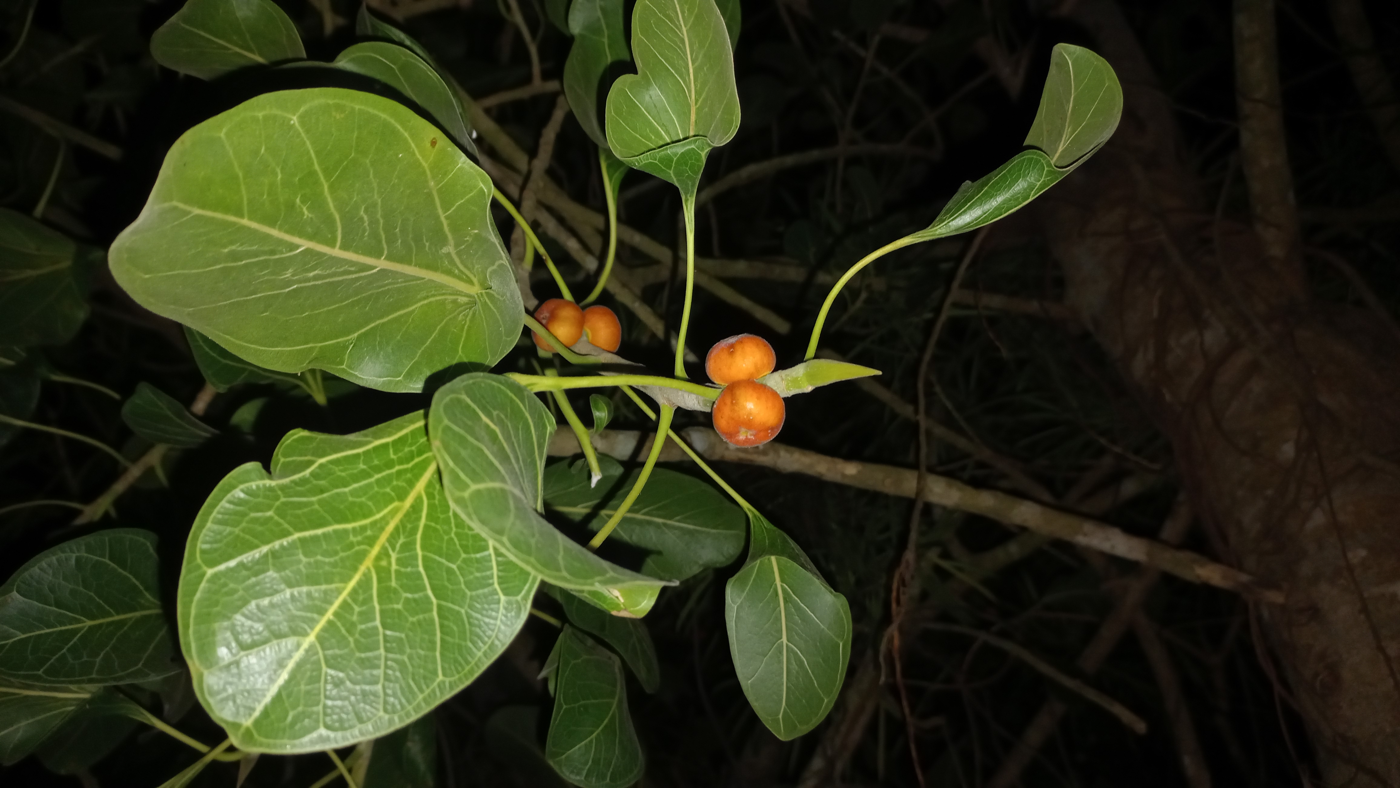 Ficus Krishnae: A Glimpse into Odisha's Sacred Fig and Its Natural Beauty. profile picture